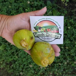 Giant White fig seeds from Dalmatia