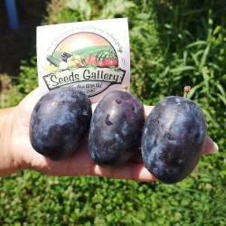 2.55 Semi di prugna bosniaca gigante (Prunus domestica)