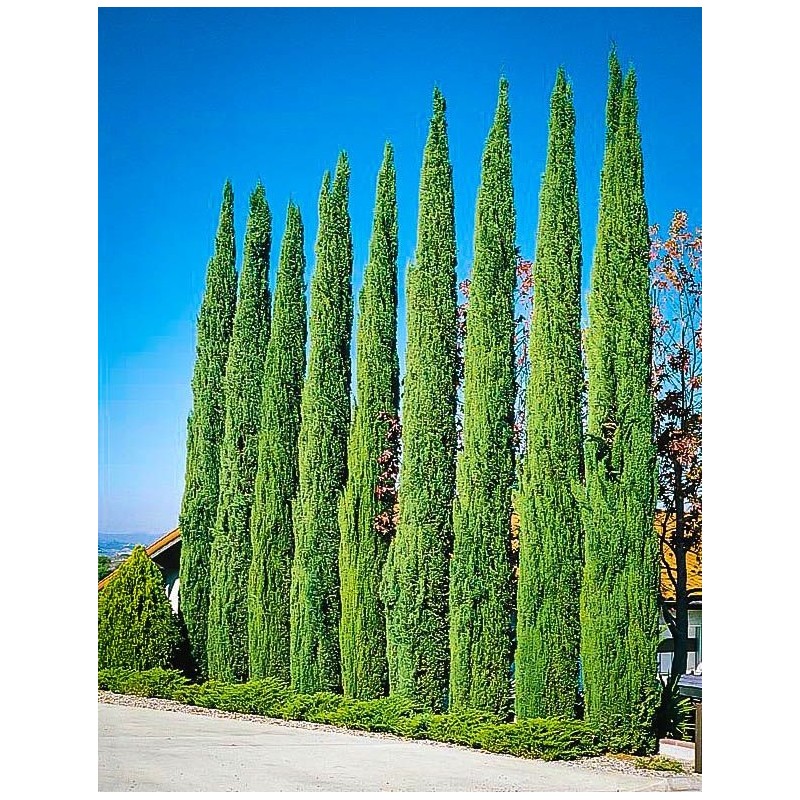 1.75 (Cupressus sempervirens) سرو المتوسط بذور