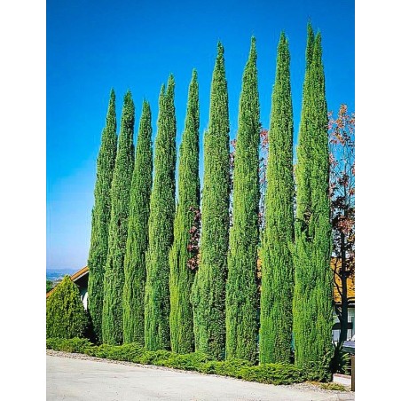 1.75 Äkta cypress frön (Cupressus sempervirens)