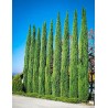 1.75 (Cupressus sempervirens) سرو المتوسط بذور