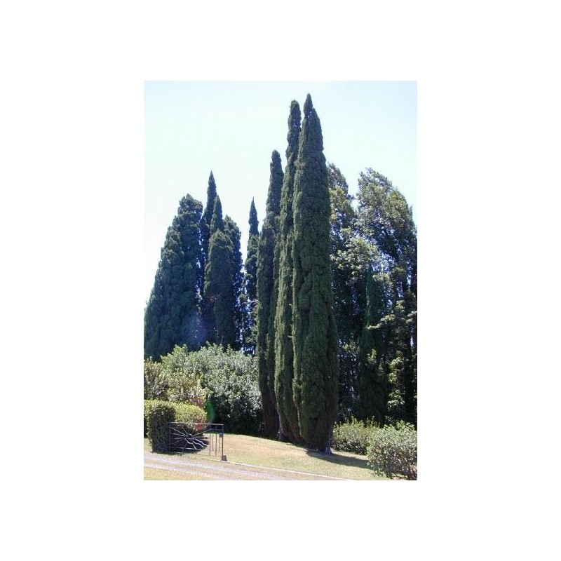 1.75 Semi di cipresso comune (Cupressus sempervirens)