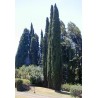 1.75 Semi di cipresso comune (Cupressus sempervirens)