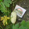6.5 Semi di Charantea Bianco (Momordica charantia)