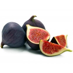 Common Fig Seeds (Ficus...