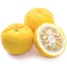 Yuzu Seeds Japanese citrus fruit -20°C (Citrus junos)  - 2