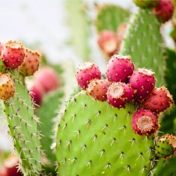 Zaden Wheel Cactus (Opuntia robusta)