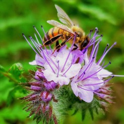 7 Graines de phacélie à feuilles de tanaisie (Phacelia tanacetifolia)