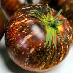 Mörk Galaxy tomatfrön (Dark Galaxy)