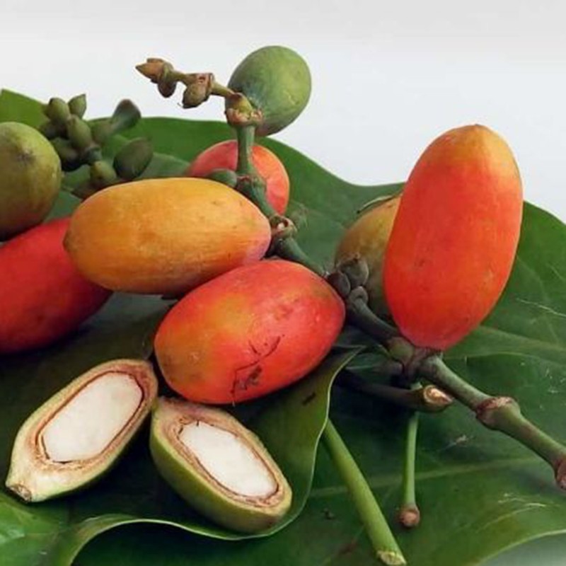 3.95 Melinjo Samen (Gnetum gnemon)