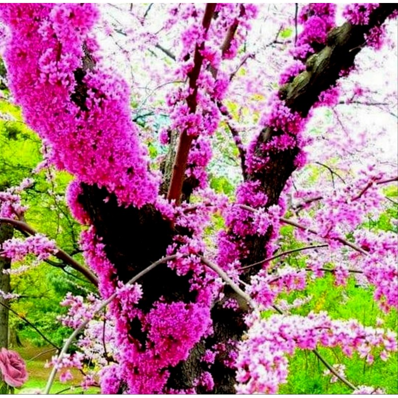 Graines de Arbre de Judée (Cercis siliquastrum) | Price: 1,95 € 🌳🌼🌸🌿🌱🍉