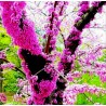 Graines de Arbre de Judée (Cercis siliquastrum) | Price: 1,95 € 🌳🌼🌸🌿🌱🍉