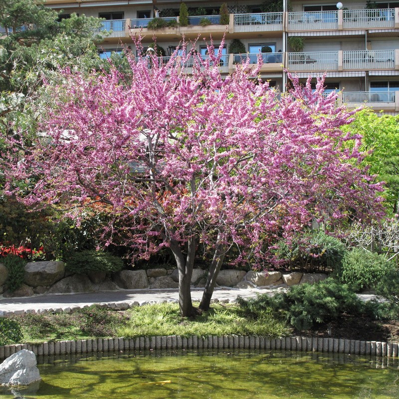 Judasträd Frön (Cercis siliquastrum) | Price: 1,95 € 🌳🌼🌸🌿🌱🍉