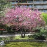 Semillas de Árbol del amor (Cercis siliquastrum) | Price: 1,95 € 🌳🌼🌸🌿🌱🍉