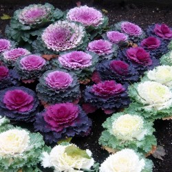 Ornamental cabbage Seeds