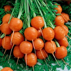 Carrot Seeds "Parisian - Paris Market"