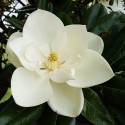 Semillas de MAGNOLIA COMÚN (Magnolia grandiflora) - Precio: €