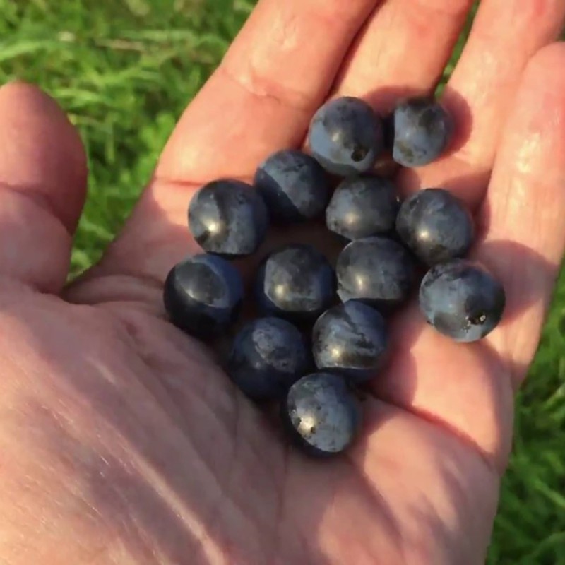 Sleedoorn zaden (Prunus spinosa)  - 6