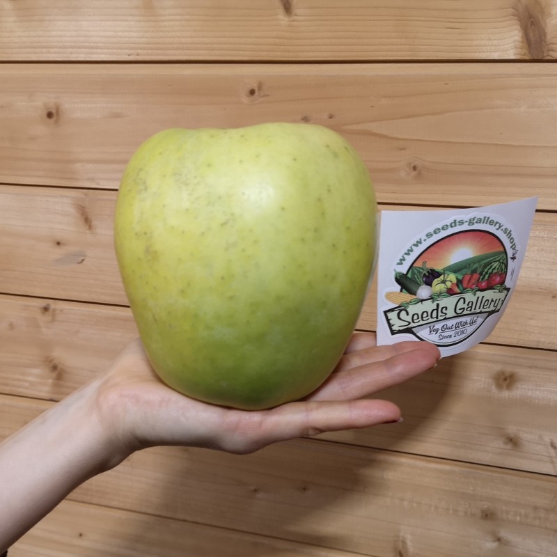 Sementes de maçã gigante Mutsu Seeds Gallery - 3