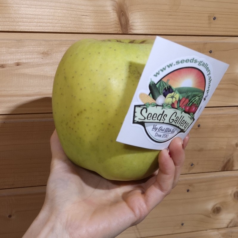 Sementes de maçã gigante Mutsu Seeds Gallery - 1