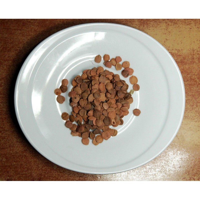 American cranberry bush Seeds (Viburnum trilobum) - 4