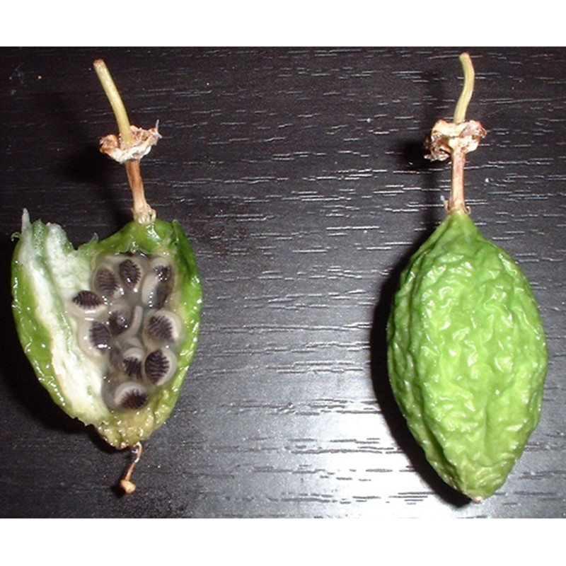 3 Graines Passiflora colinvauxii
