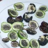 3 Graines Passiflora colinvauxii