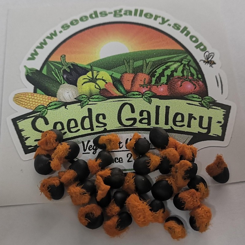 2.45 Sementes Da Flor Ave Do Paraíso (Strelitzia reginae)