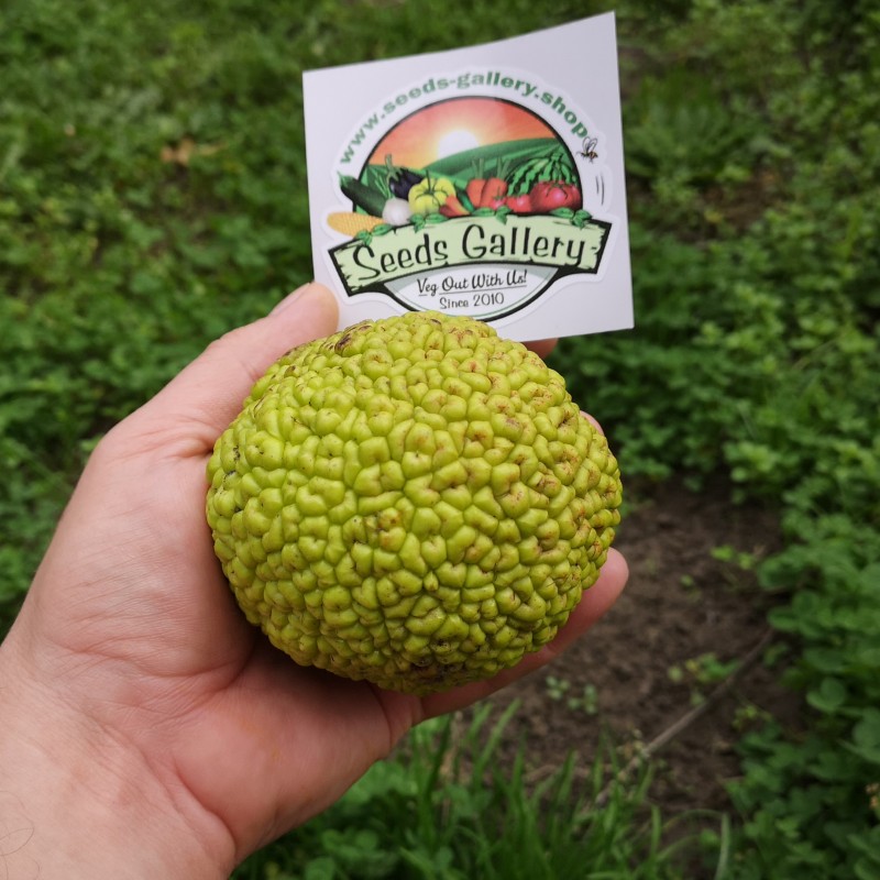 Graines de Oranger des Osages (Maclura pomifera) | Price: 1,95 € 🌳🌼🌸🌿🌱🍉
