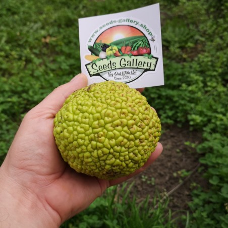 Graines de Oranger des Osages (Maclura pomifera) | Price: 1,95 € 🌳🌼🌸🌿🌱🍉