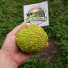 Σπόροι Osage πορτοκαλί, hedge μήλο (Maclura pomifera) | Price: 1,95 € 🌳🌼🌸🌿🌱🍉