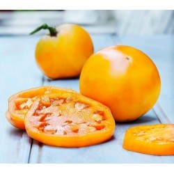 Graines Tomates jaunes-oranges Golden Jubilee