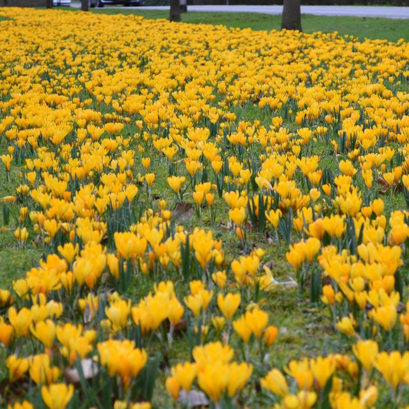 3.5 Crocus Gul - Lök