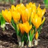 3.5 Crocus Jaune - bulbes
