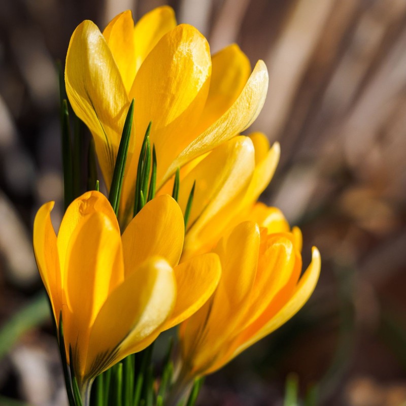3.5 Crocus Jaune - bulbes