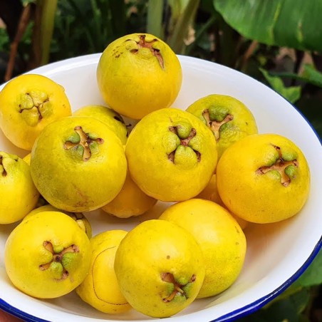 Strawberry Guava Seeds (Psidium cattleianum) | Price: β¬3.25 π³πΌπΈπΏπ±π