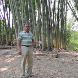 Reuze bamboe zaden (Dendrocalamus barbatus)