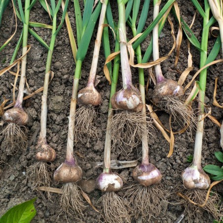 1.55 Bosanské stroužky česneku Bosanac