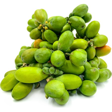 3.95 Semi di Melinjo, Belinjo (Gnetum gnemon)