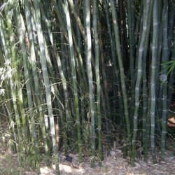 Vita bambufrön...