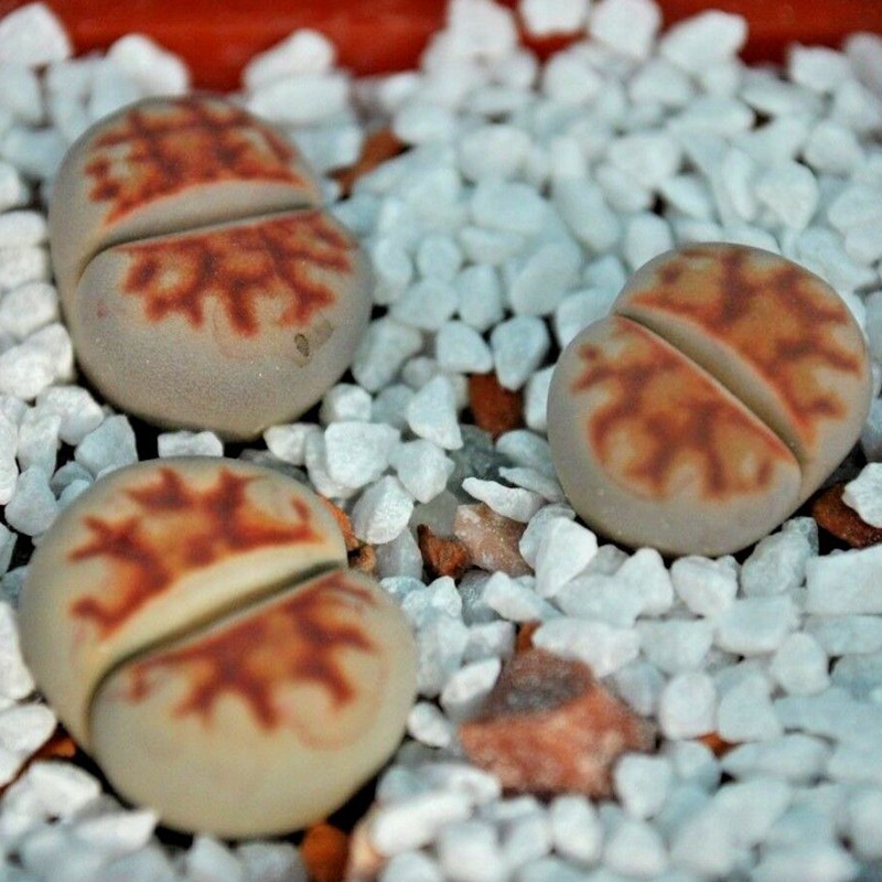Σπόροι Lithops | Price: 1,95 € 🌳🌼🌸🌿🌱🍉