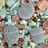 Σπόροι Lithops | Price: 1,95 € 🌳🌼🌸🌿🌱🍉