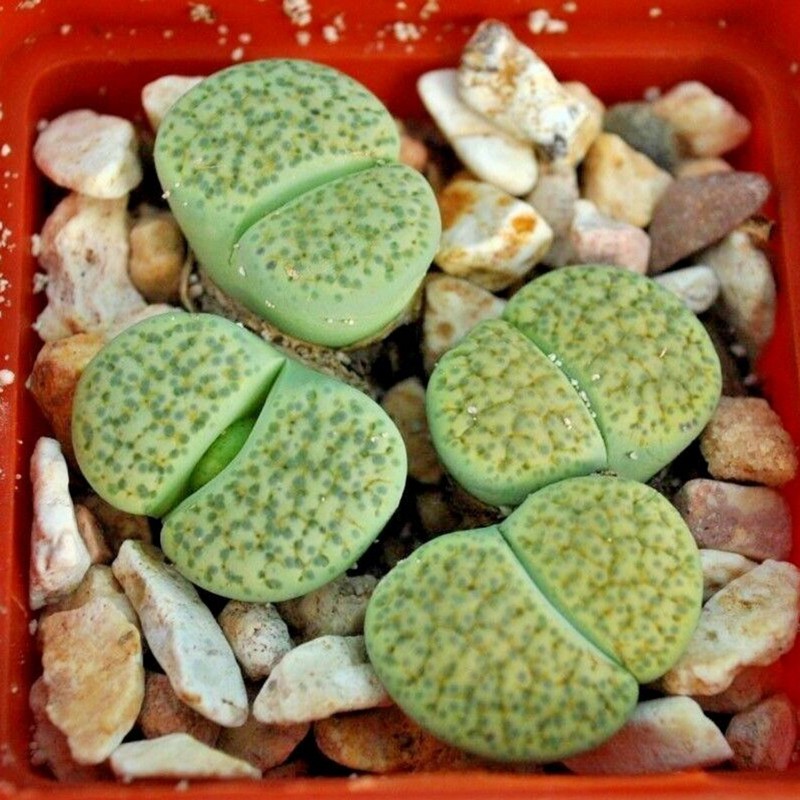 Σπόροι Lithops | Price: 1,95 € 🌳🌼🌸🌿🌱🍉