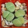 Σπόροι Lithops | Price: 1,95 € 🌳🌼🌸🌿🌱🍉