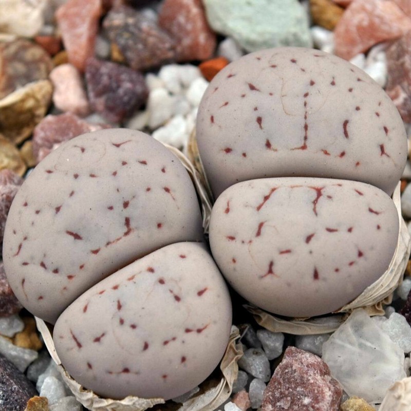 1.95 Graines de Lithops