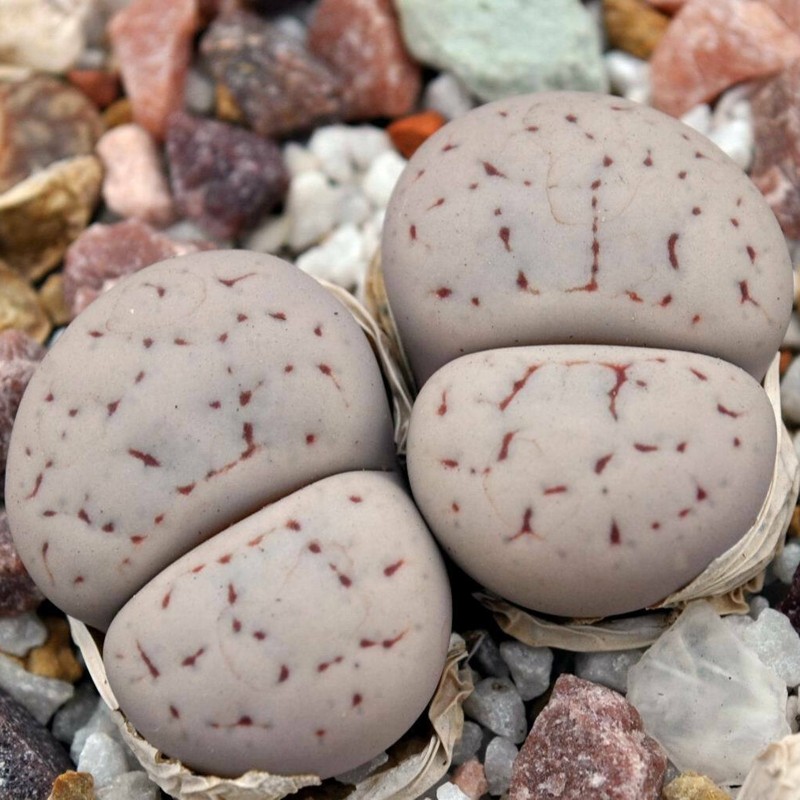 Σπόροι Lithops | Price: 1,95 € 🌳🌼🌸🌿🌱🍉