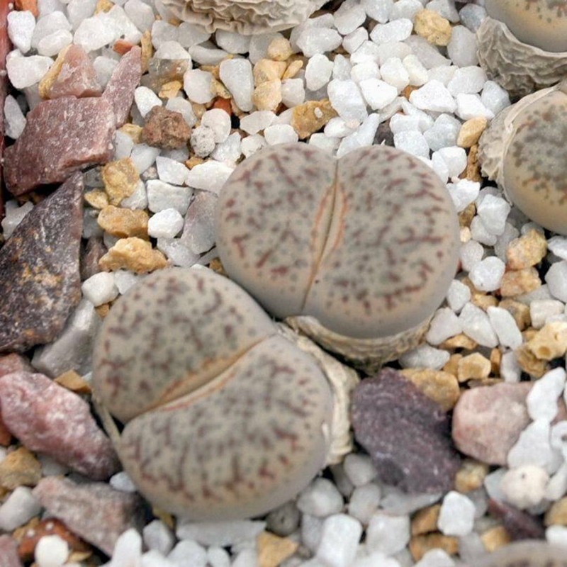 Σπόροι Lithops | Price: 1,95 € 🌳🌼🌸🌿🌱🍉
