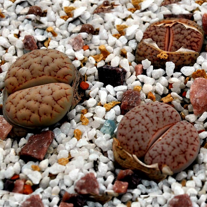 Σπόροι Lithops | Price: 1,95 € 🌳🌼🌸🌿🌱🍉