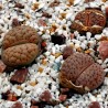 Σπόροι Lithops | Price: 1,95 € 🌳🌼🌸🌿🌱🍉