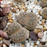 Σπόροι Lithops | Price: 1,95 € 🌳🌼🌸🌿🌱🍉